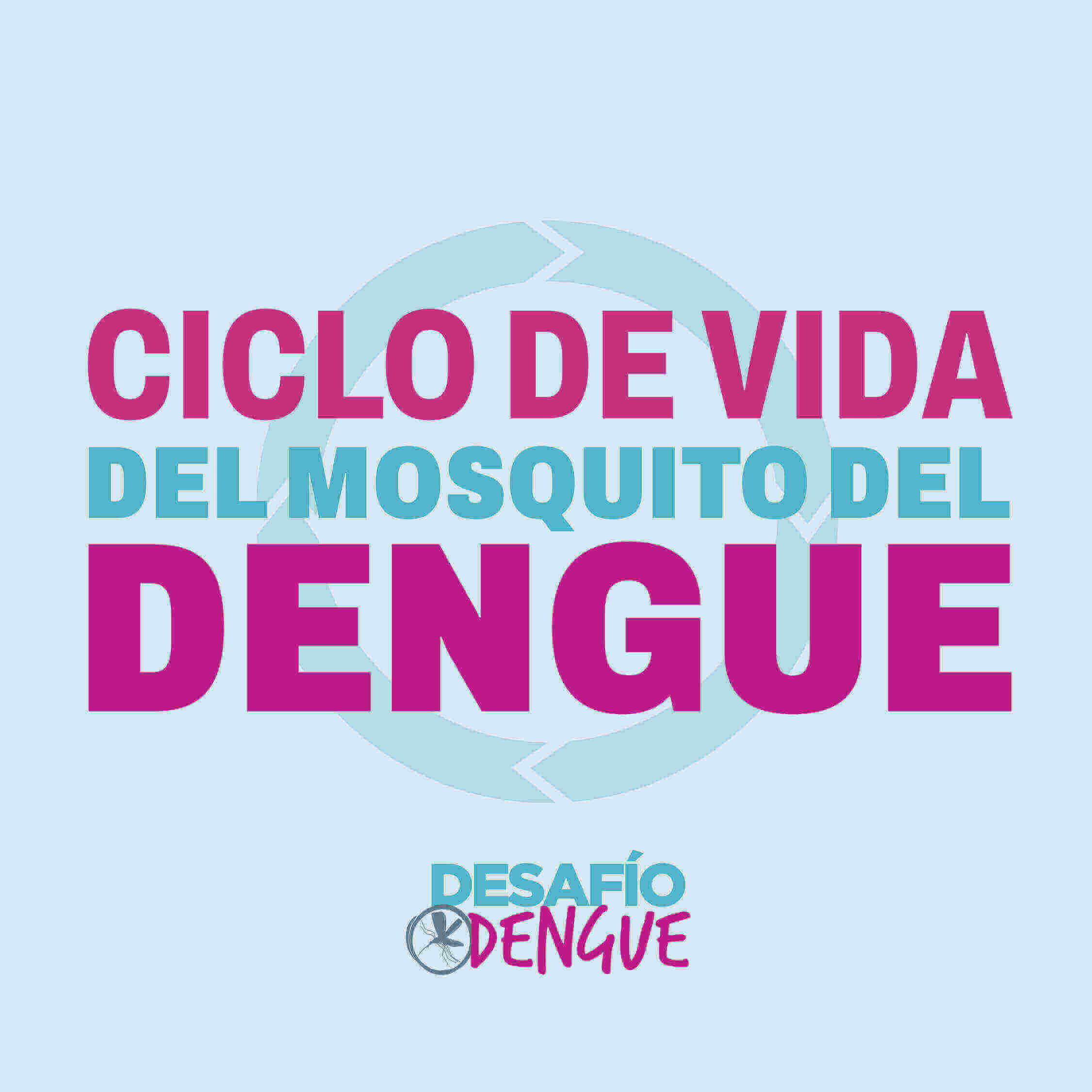 Ciclo de vida del mosquito del dengue