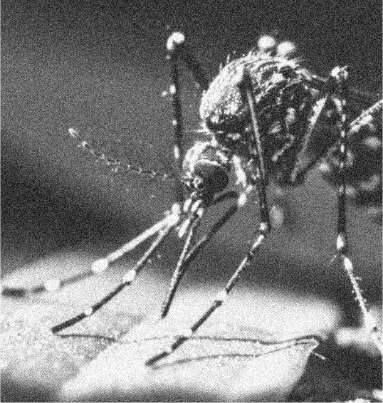 Representación del Dengue